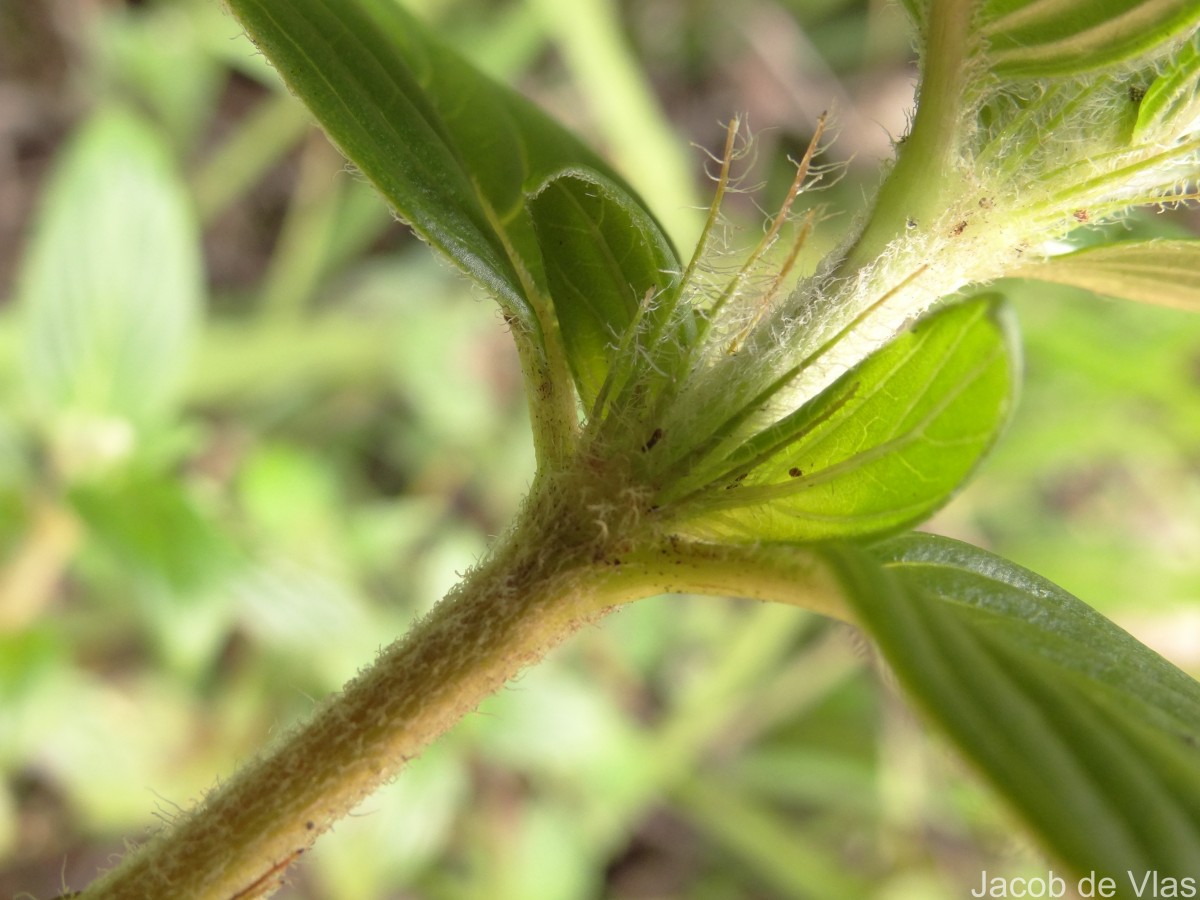 Knoxia platycarpa var. hirsuta (Arn.) Thwaites